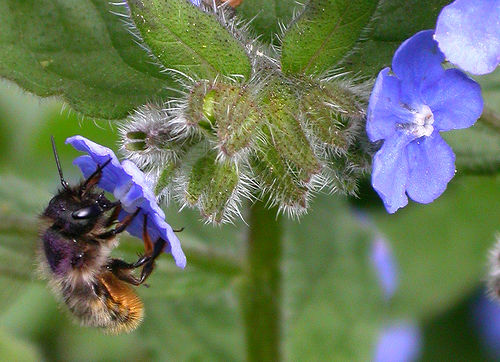 Is the Government pollinator strategy enough to Get Britain Buzzing