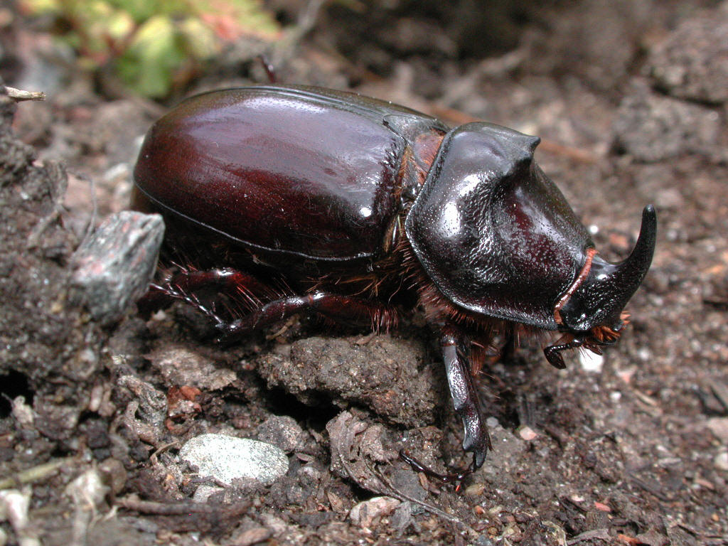 Europes Strongest Beetle Discovered in the Teme Valley