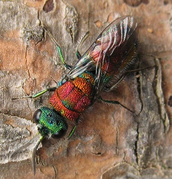 Scunthorpe Brownfields proving to be a haven for rare bugs