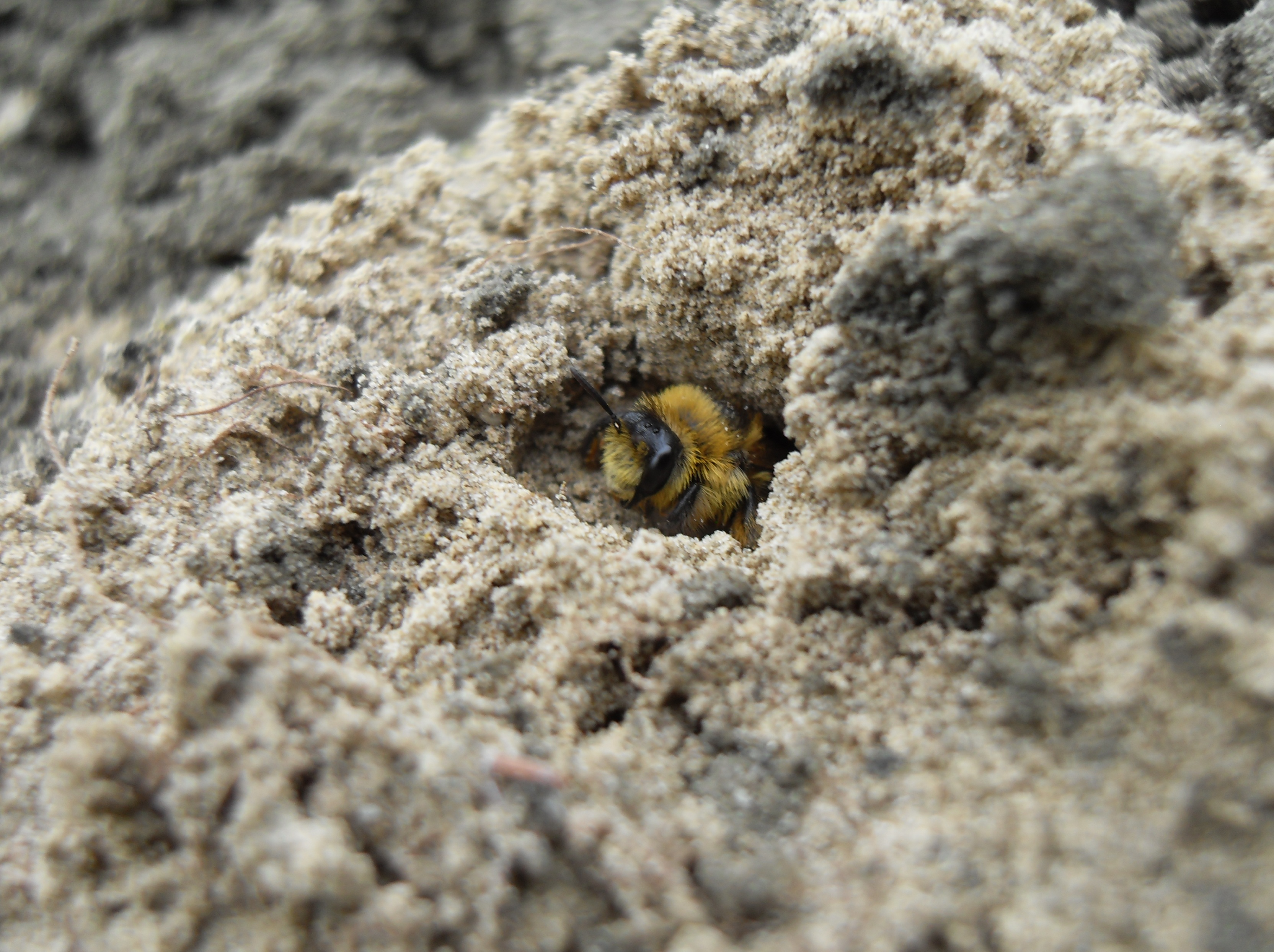 York Urban Buzzing Success