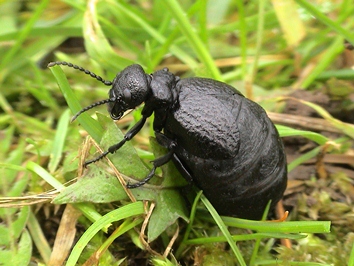 Spotlight on the darkling beetle.  Review highlights threats to one of Britain’s most endangered species