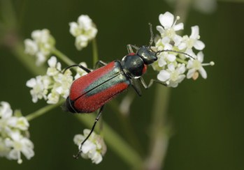 Beetle cottages to solve a Scarlet riddle