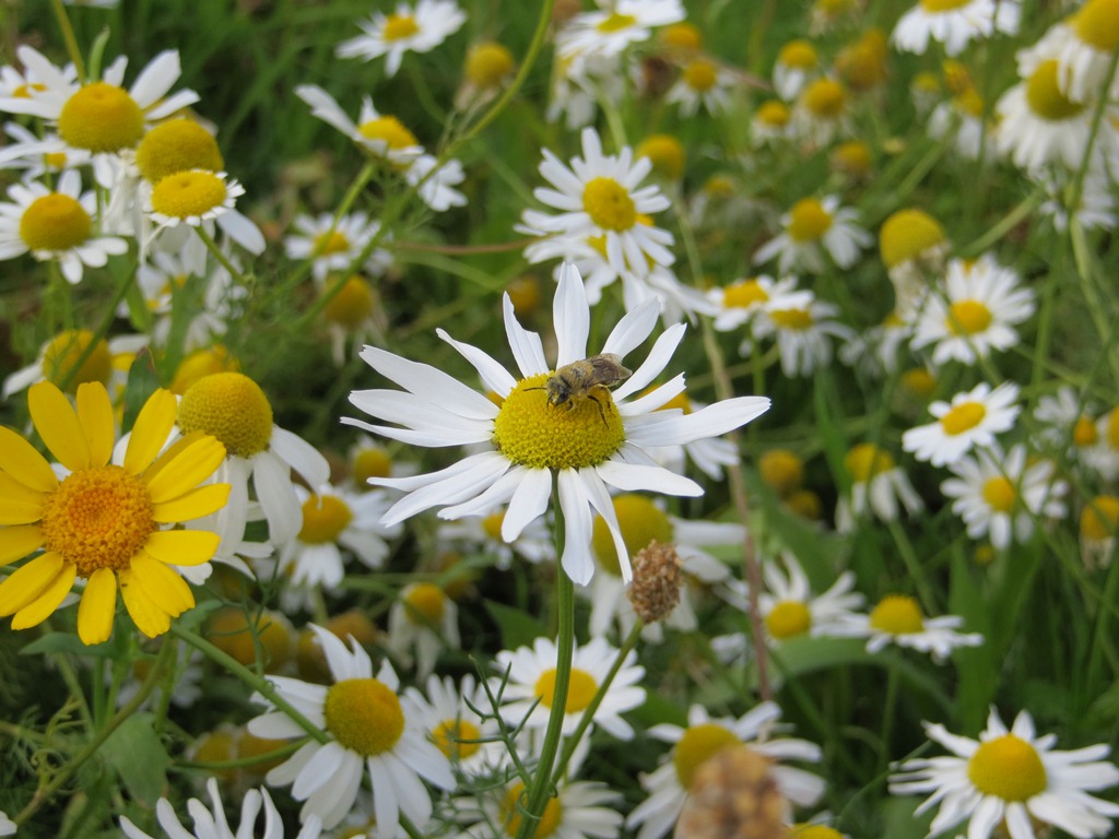 Buglife Scotland secures National Lottery support to get West Lothian buzzing through new B-Lines project