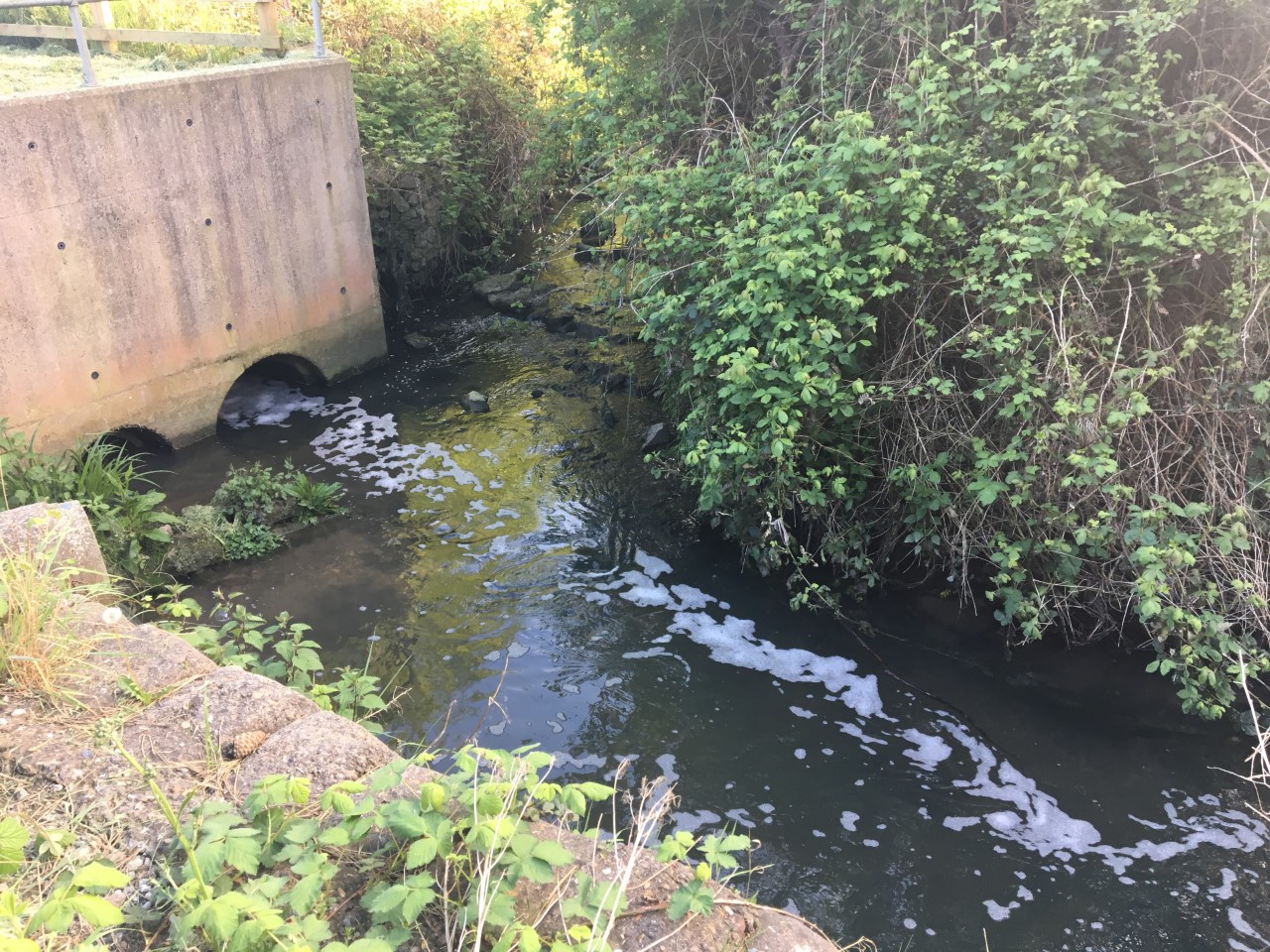 Tunbridge Wells insecticide pollution traced to sewage plant