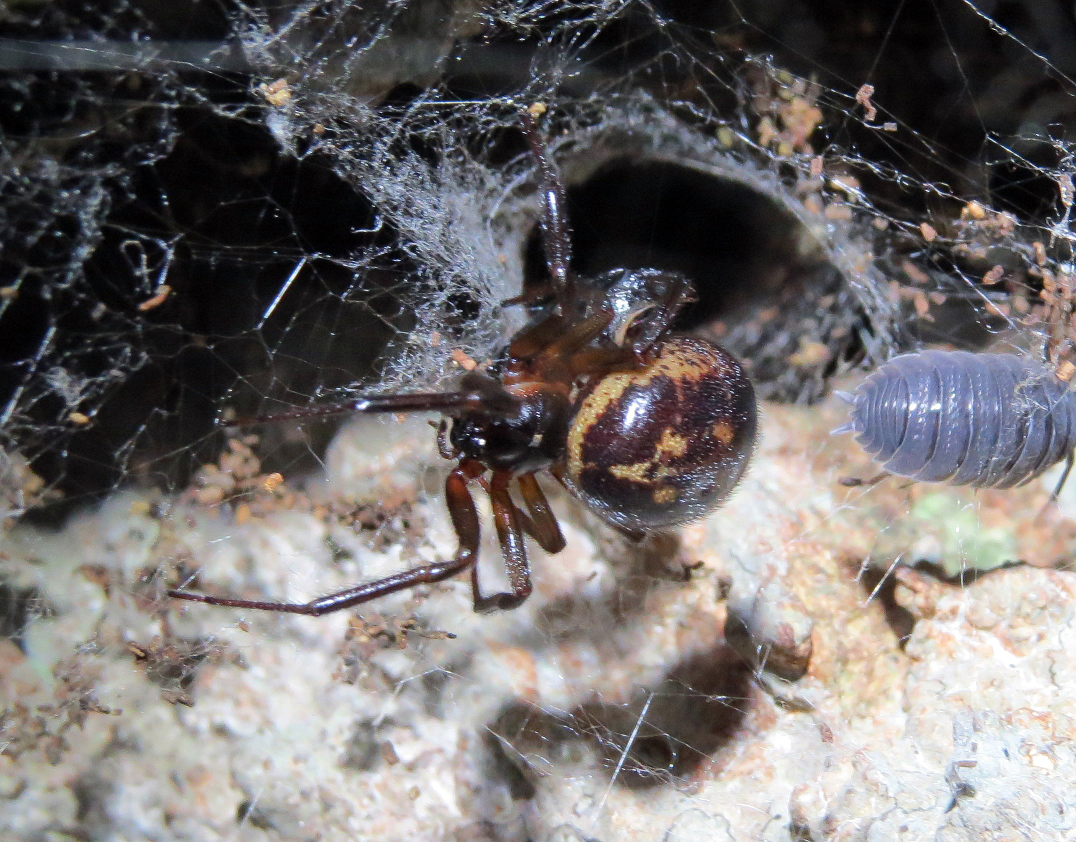 Buglife reaction to London schools spider closure