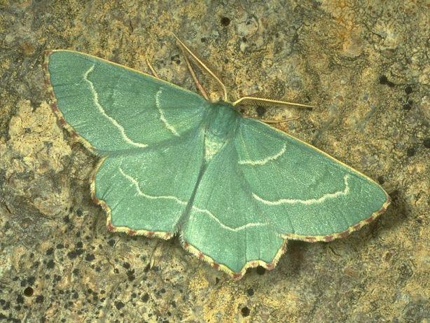 Lydd Airport approval is a disaster for bugs