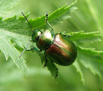 Critically endangered tansy beetle rediscovered at Woodwalton Fen NNR after a 40 year absence