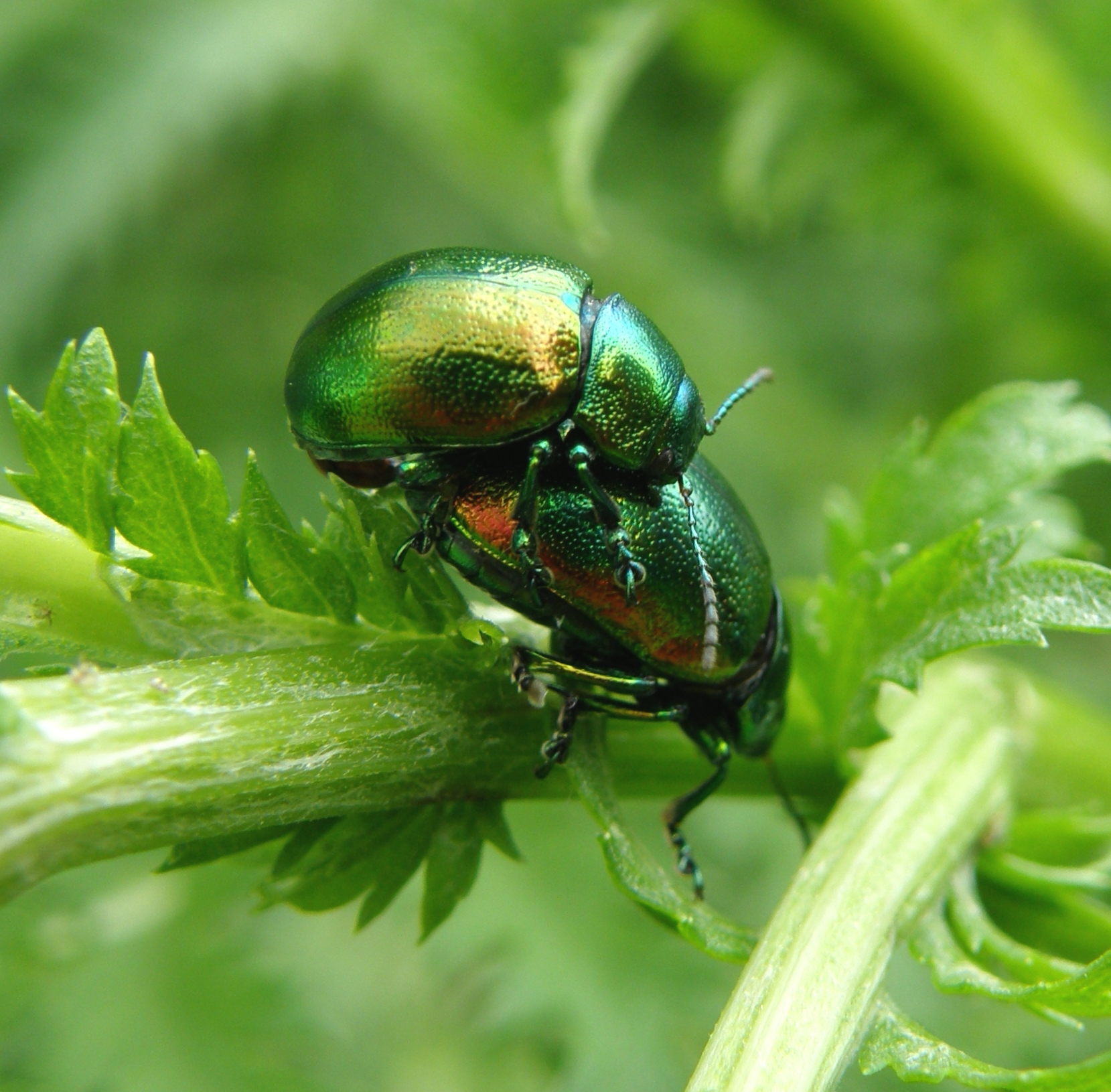 Big numbers for the tiny Tansy