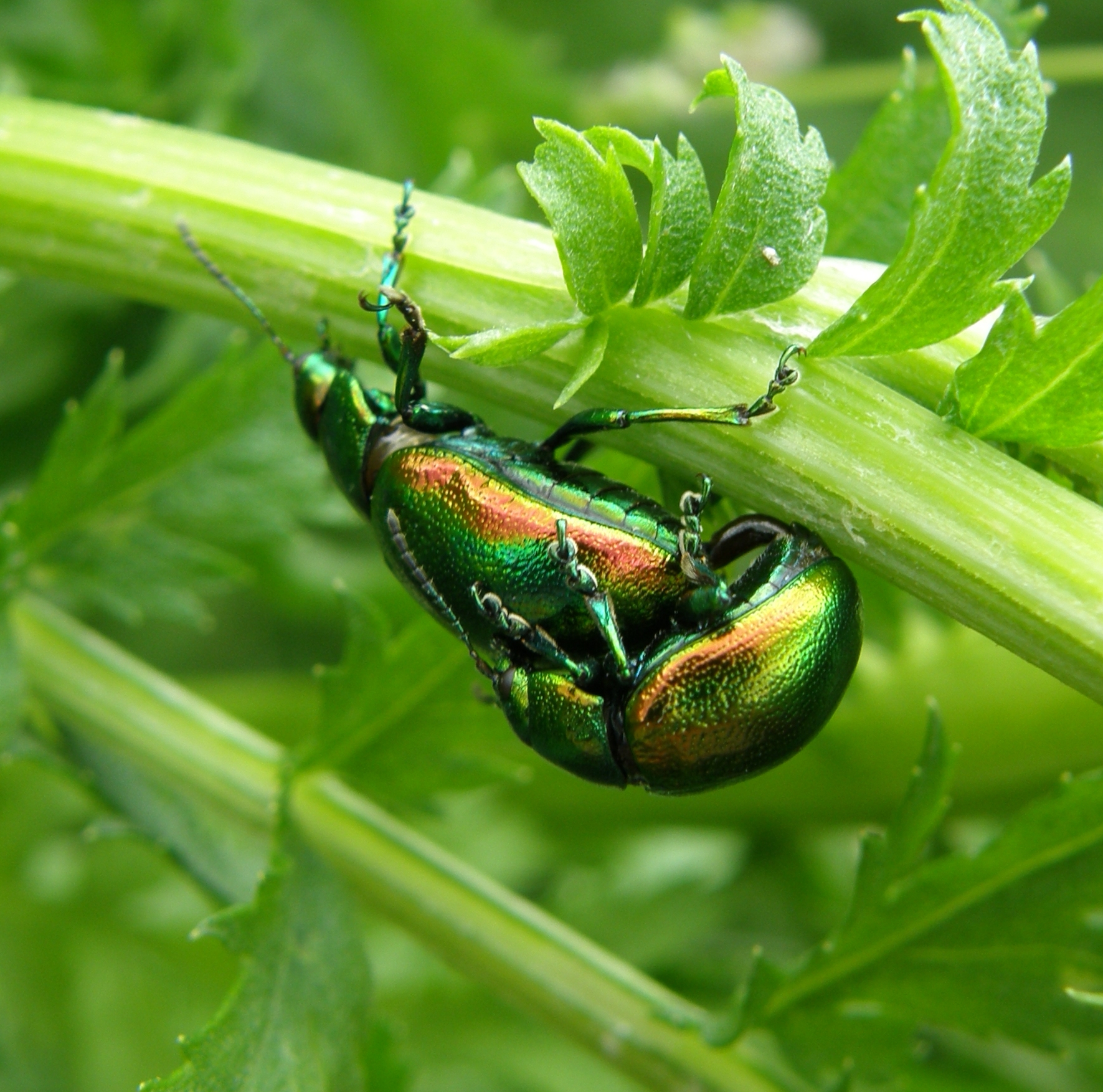 Can you spare an hour to help save the Tansy beetle