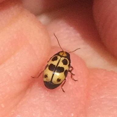 Rare Spotty Beetle Jackpot