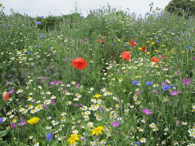 Meadows project to create buzz in York