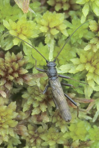 Sun loving stonefly spotters sought