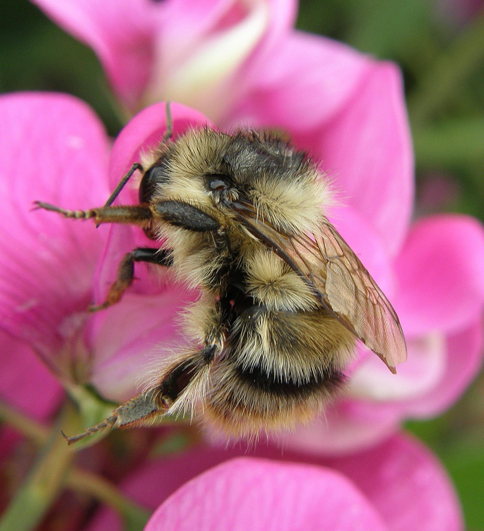 Buglife wins Heritage Lottery Fund support for Thurrock brownfields