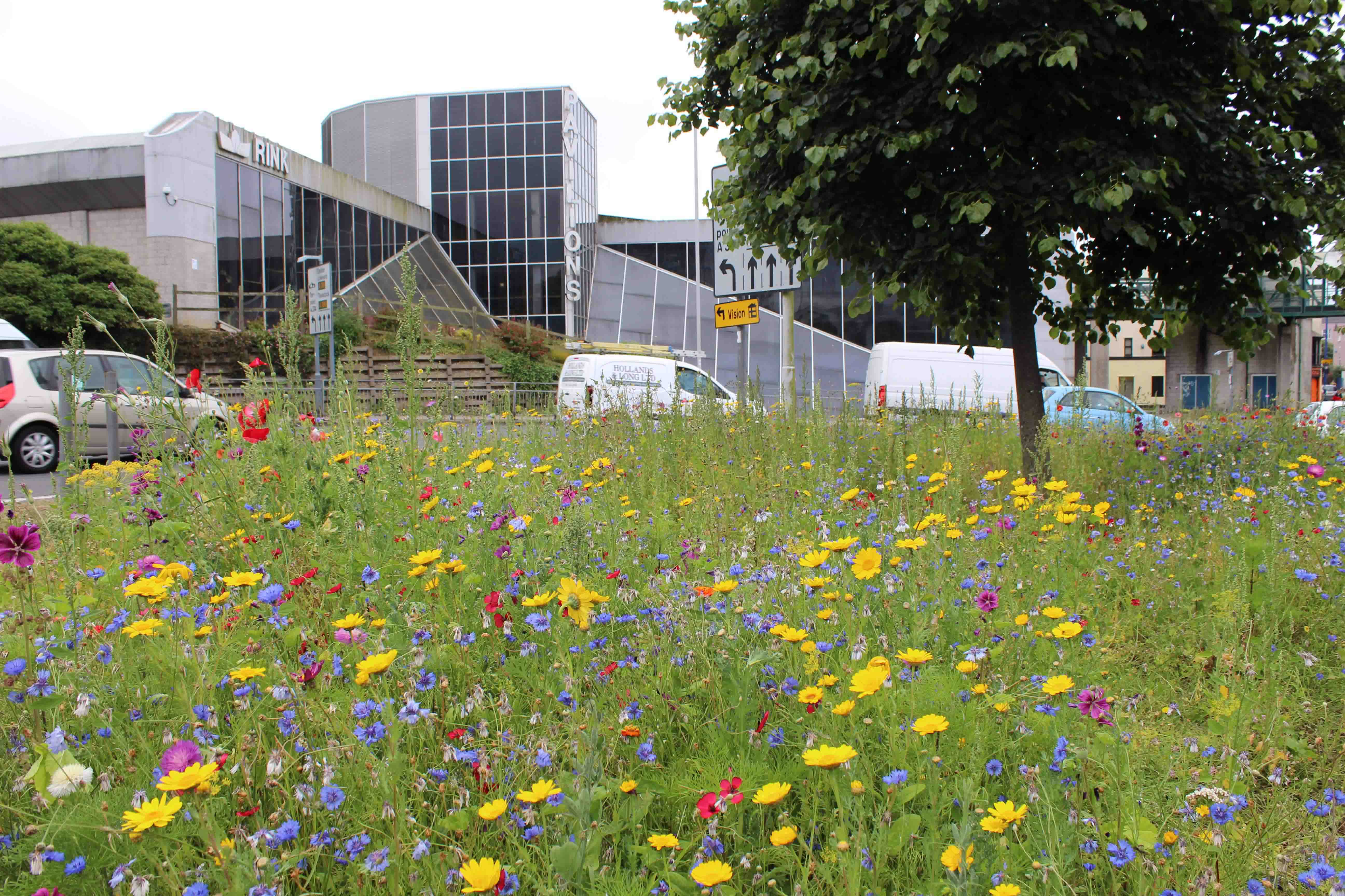 More wonderful wildflowers for Plymouth