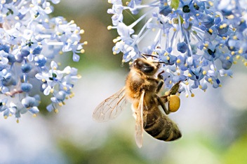 Bee Coalition welcomes Government’s public ‘Call to Action’