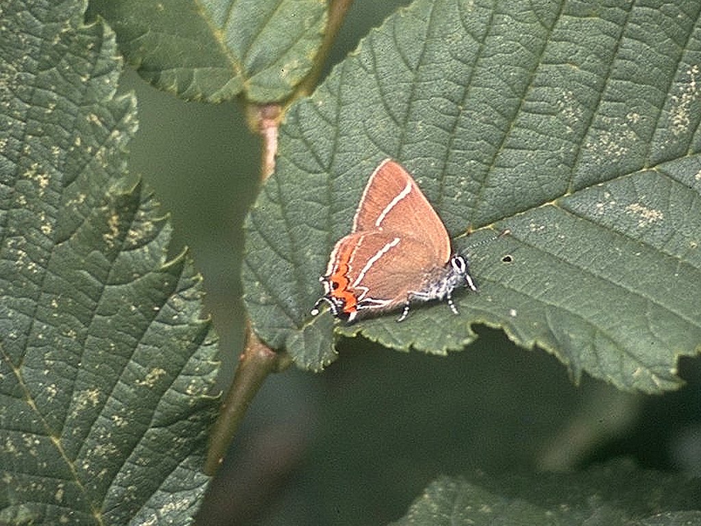 Branching out for the Hair Streak with Elm