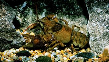 Trust rears rare Devon species