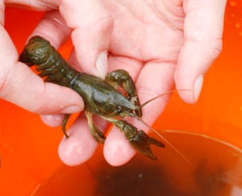 Disease outbreak in Dorset river affects native White-clawed crayfish