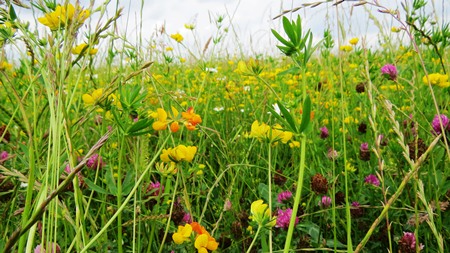 New B-Lines resources available