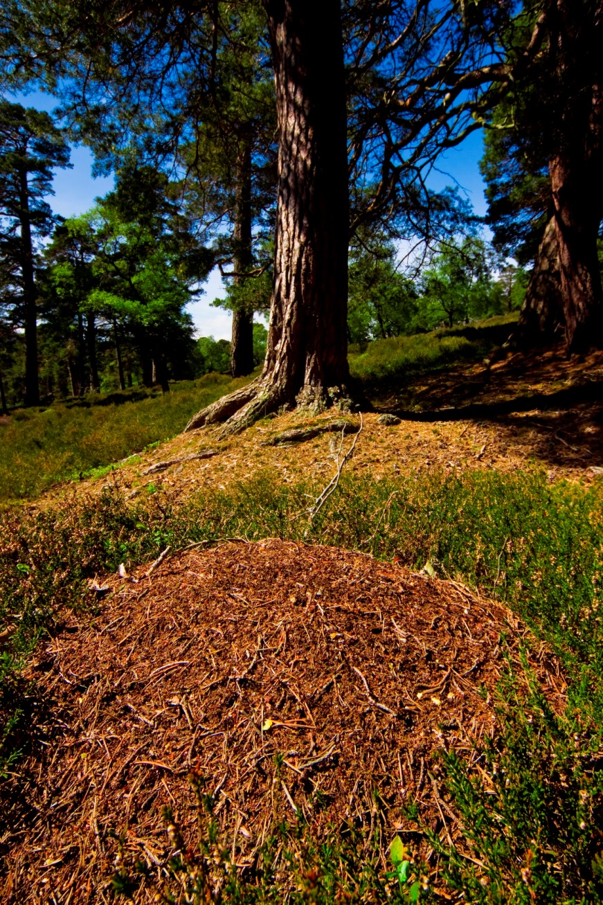 New project launched to save Scotland’s rarest insects