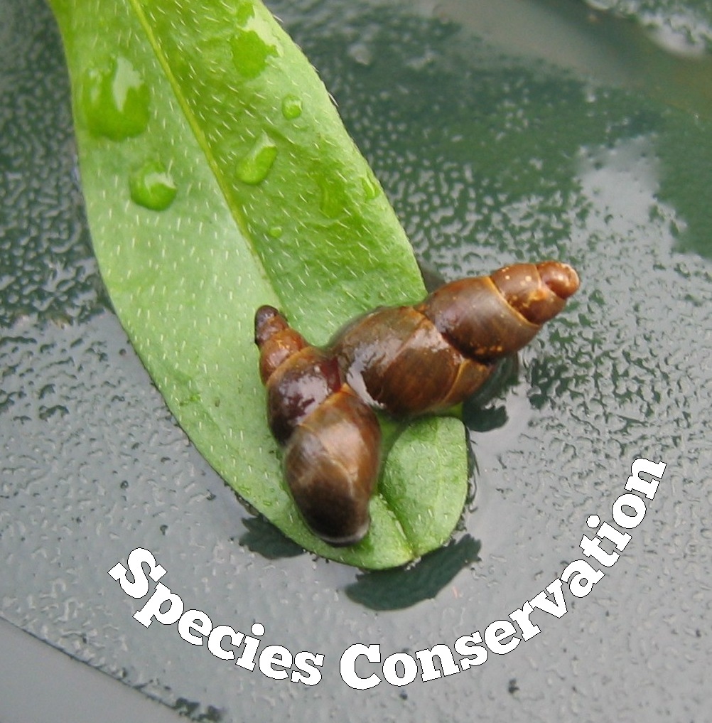 Detailed detective work leads to rediscovery of rare snail.