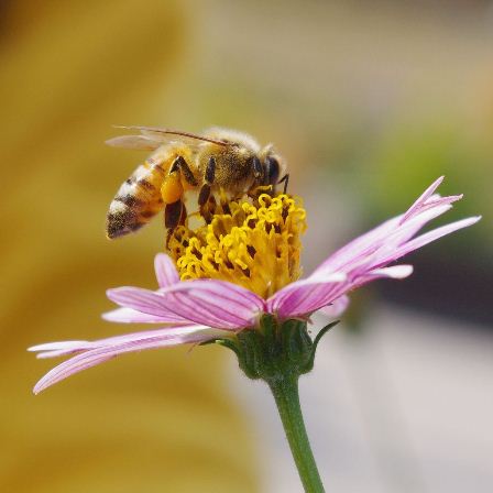 Bee Coalition welcomes new opportunities for bees with reshuffle