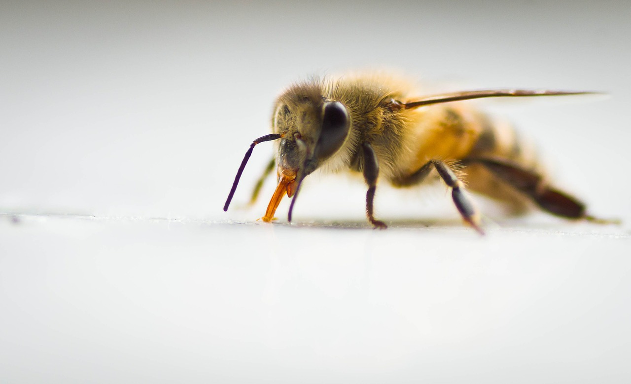New analysis – Crop yields doing well and good news on sprays since bee-harming pesticide ban