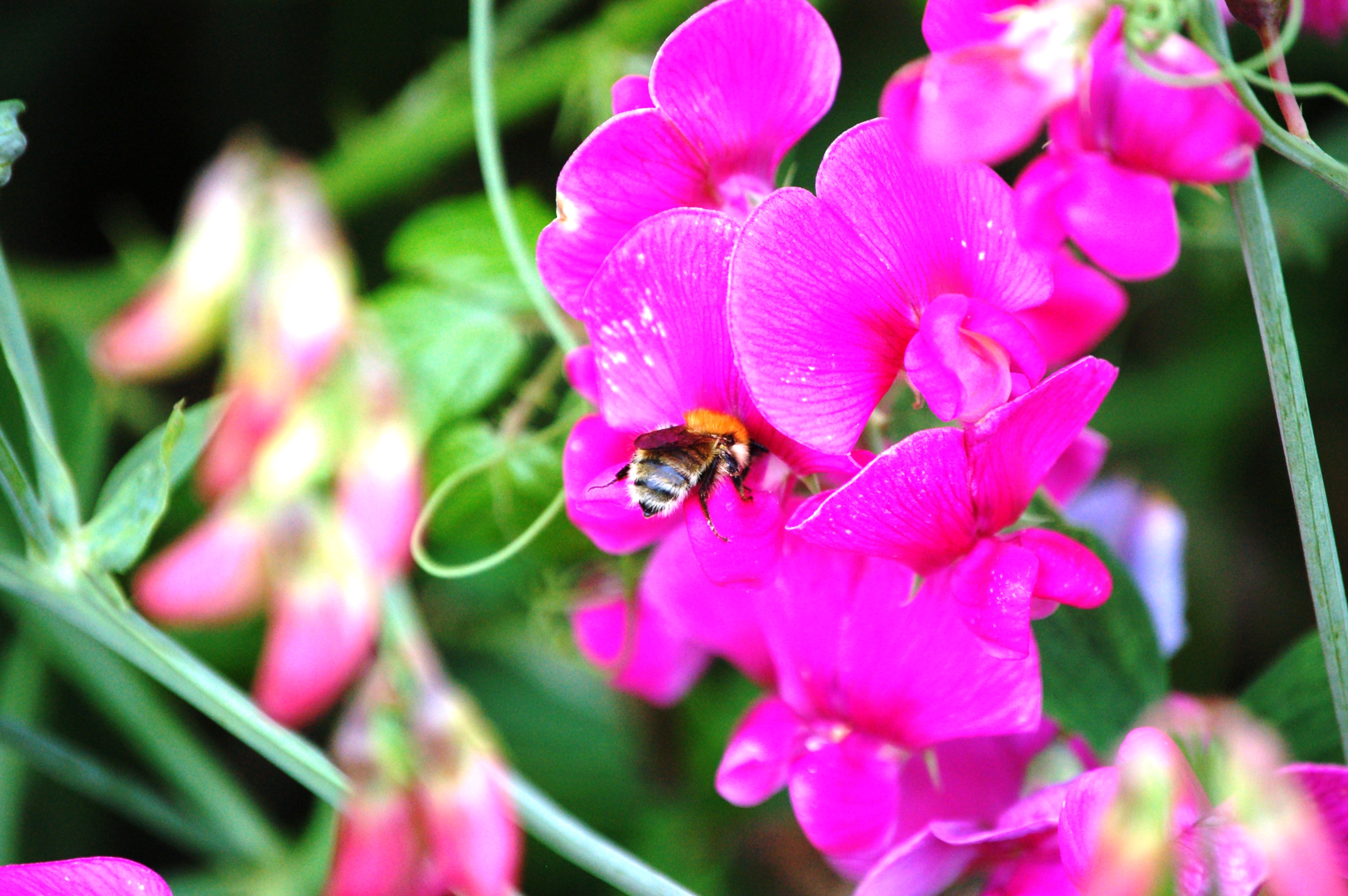 National Pollinator Strategy, first rung for bee recovery