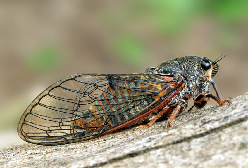 New technologies aid hunt for the UK’s most elusive insect- The New Forest Cicada
