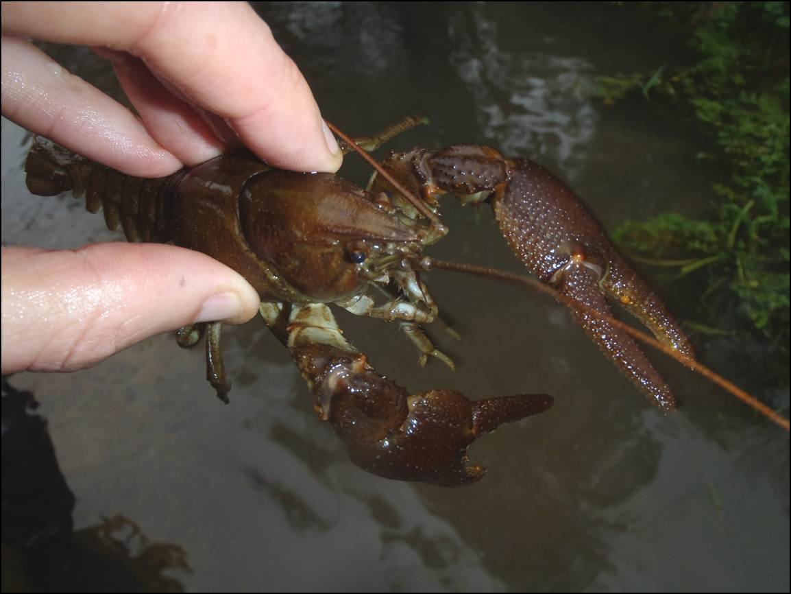 Trust defends Devon species from American invader