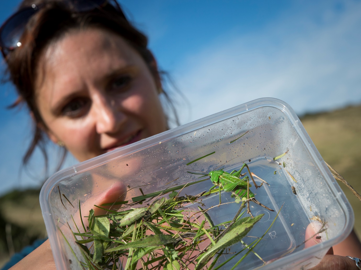 Second innings for endangered crickets on hallowed Sussex ground