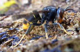 Buglife concern as first Asian hornets confirmed in England