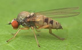 Rare Mushroom Fly found in Peterborough