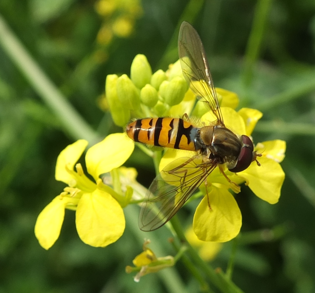 Give Our Unsung Garden Heroes a Home this Summer