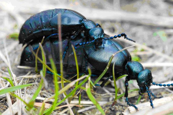 Join the Hunt for Amazing Oil Beetles in Wales