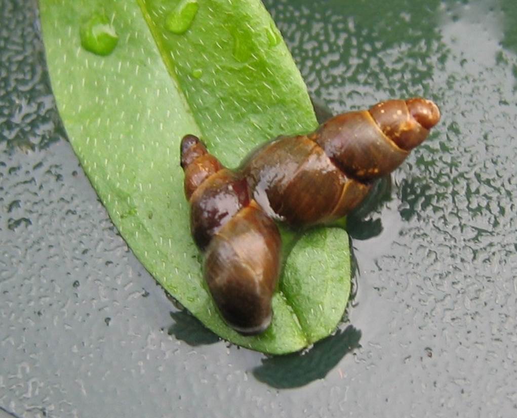 ‘Marvellous Mud Snails’ a Buglife project, wins National Lottery support to help the rare Pond mud snail in Scotland