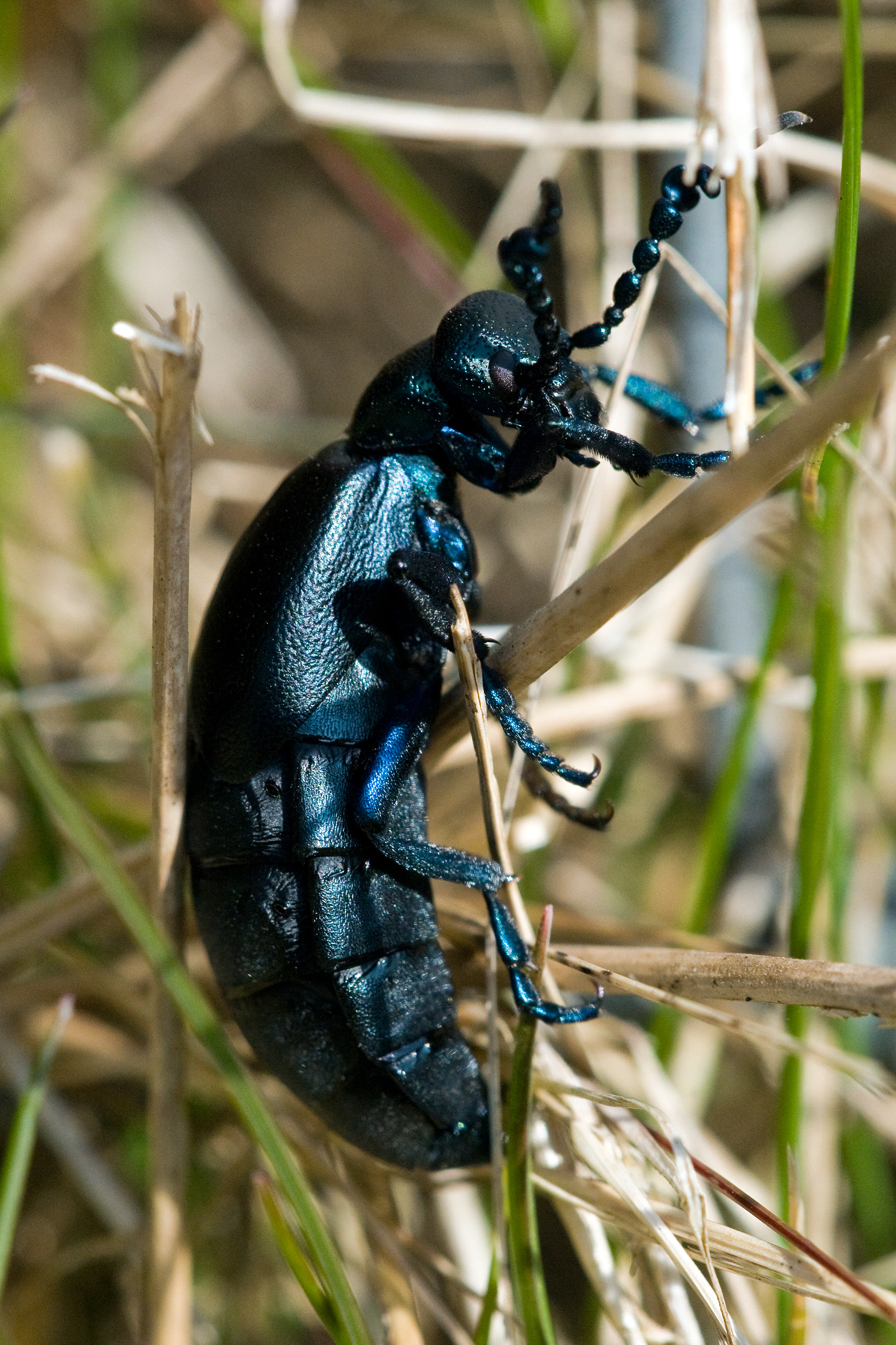 Join the Hunt for Amazing Oil Beetles in 2016