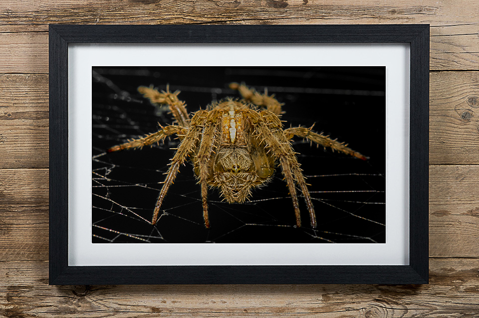 Large wall spider for Halloween