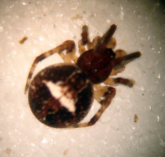Rare spiders found in Northern Ireland