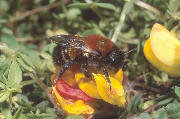 New report highlights uncertain future for Welsh wild bees