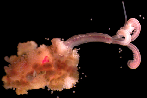 A Whale of a Decision