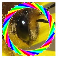 Bee’s eye view of 2015 election manifestos