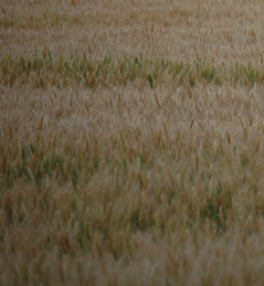 The Plants that Cry Wolf