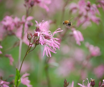 Habitats Directive – Imperfect, but still best in the world